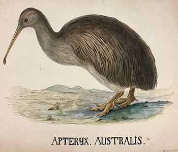 Apteryx Australis Shaw - Southern Brown Kiwi