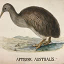 Apteryx Australis Shaw - Southern Brown Kiwi