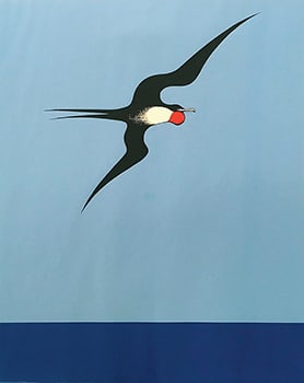 Pacific Frigate Bird (From the Barry Lett Multiple Series)