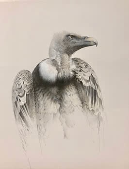 Ruppells Griffen Vulture