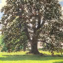 Tree - Copper Beech at Gestingthrop Hall, Essex