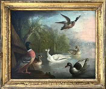 Mallard Flying over a Pond with a White Duck