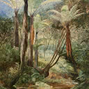 New Zealand Tree Ferns