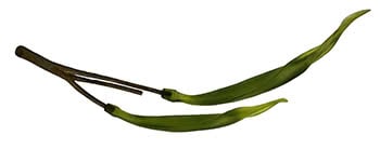 Twisted Flax Pods