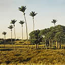 Nikau and Karaka Trees Near Paraparaumu, Wellington, 2000
