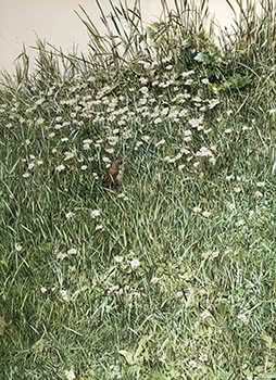 Relative Size: Fledging Sparrow Amongst Daisies