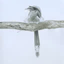 Grey Hornbill, 1978