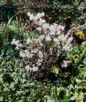 Pink Azalea