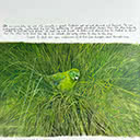 P. 207 The Booming Kakapo & the Parakeet