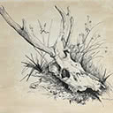 Deer Skull