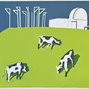 Three Cows on Observatory Hill