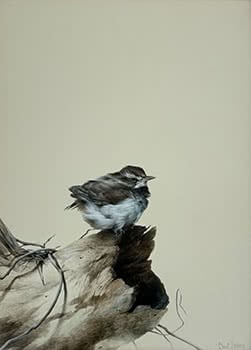 Hen-sparrow
