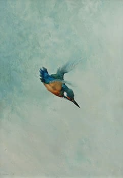 Kingfisher Diving