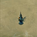 Kingfisher Flying