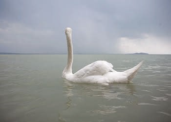 White Swan, Lake Balaton, Hungary