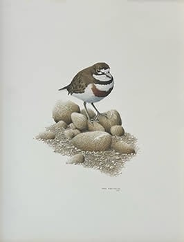 Portrait of Auckland Island Banded Dotteral