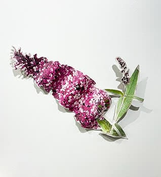 Buddleia, 2004