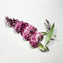 Buddleia, 2004