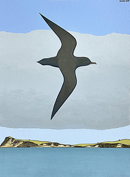 Arctic Skua, Whangaparaoa