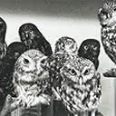 Moreporks (Bird Skins Room No. 2), Taranaki St, Wellington, 3 October 1995