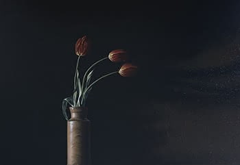 Red tulips