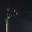 Red tulips