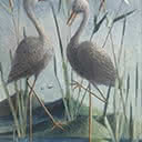 Birds and Dragon Fly