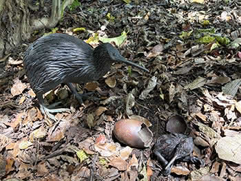 Life-sized Bronze Kiwi, Chick and Egg