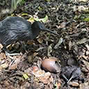Life-sized Bronze Kiwi, Chick and Egg