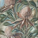 Waratah
