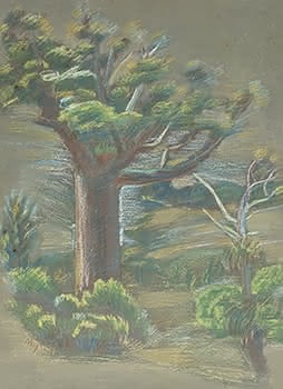 Bush Scene