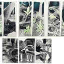 Forest Floor - Set of Six - Unframed