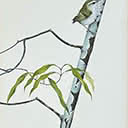 Bird on branch 1988